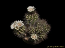 Gymnocalycium tobuschianum 315